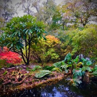 A tropical garden in northern Scotland