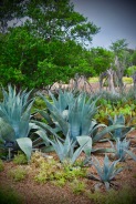 West Texas Mountain Collection (Agave)